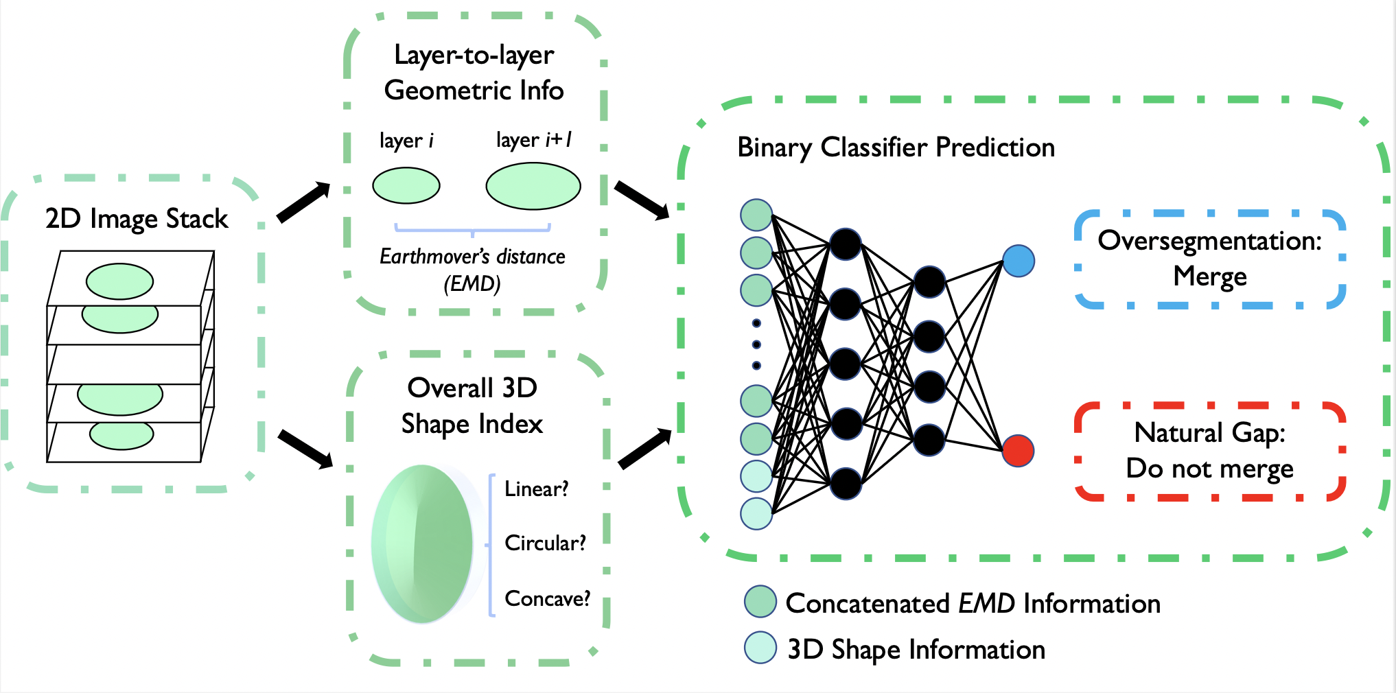 3D Cell Oversegmentation Correction via Geo-Wasserstein Divergence